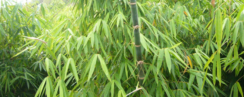 竹子移栽要剪去顶端吗 怎么挖竹子才能种活
