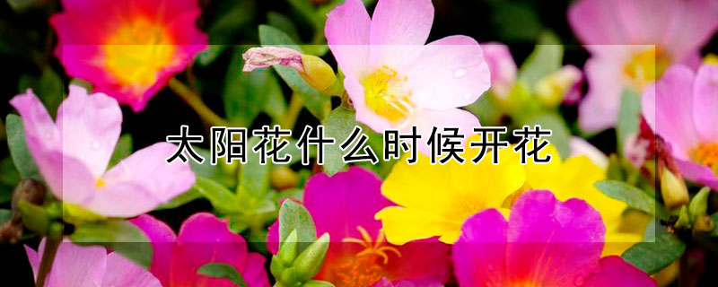 太阳花什么时候开花 太阳花什么时候开花(一天的时间内