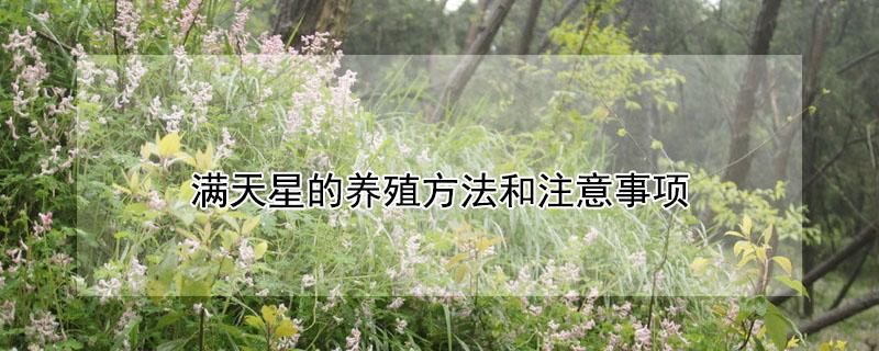 满天星的养殖方法和注意事项 草本满天星的养殖方法和注意事项