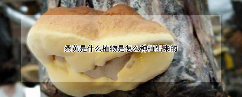 桑黄是什么植物是怎么种植出来的（桑黄是什么植物是怎么种植出来的呢）