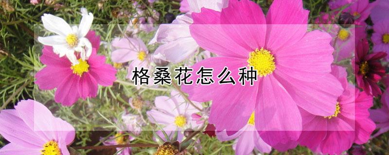 格桑花怎么种（格桑花怎么种子怎么种）