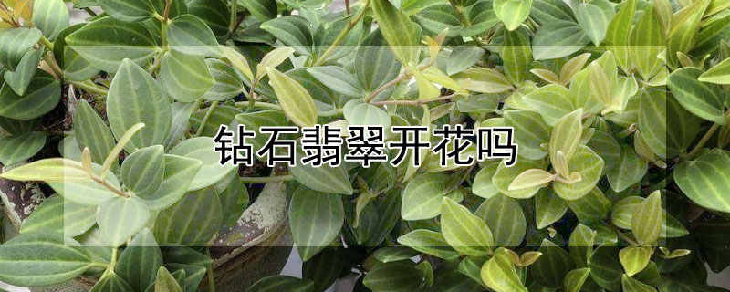 钻石翡翠开花吗 钻石翡翠开花吗怎么辨别
