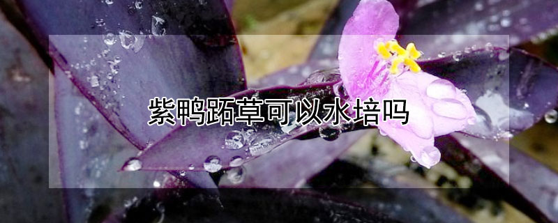 紫鸭跖草可以水培吗 紫鸭跖草可以放卧室吗