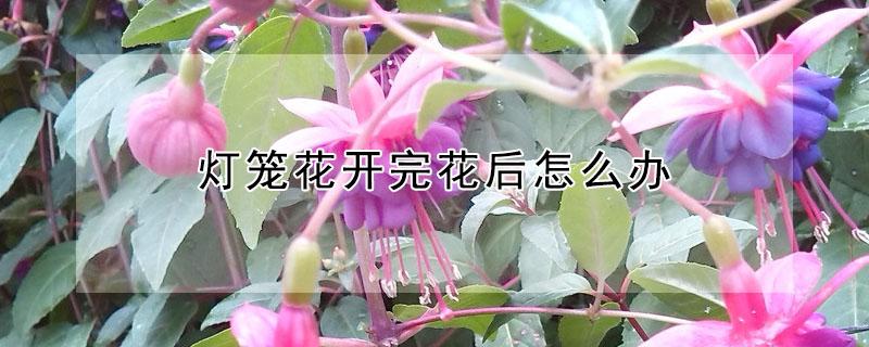 灯笼花开完花后怎么办 灯笼花开完花会死吗