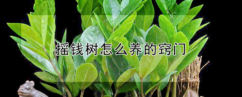 摇钱树怎么养的窍门 梦幻摇钱树怎么养的窍门