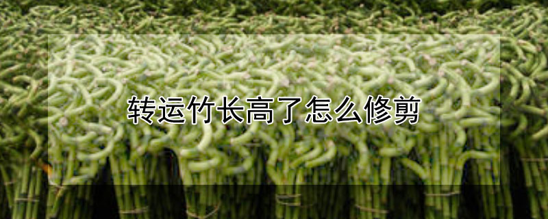 转运竹长高了怎么修剪 转运竹长高了怎么修剪视频