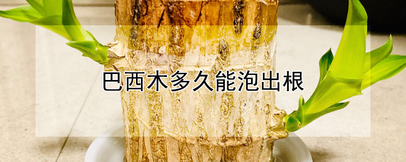 巴西木多久能泡出根（巴西木多久能泡出根来）