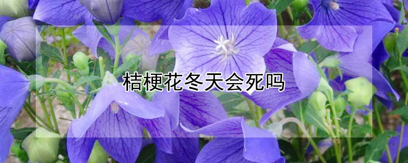 桔梗花冬天会死吗（桔梗花冬天会死吗视频）