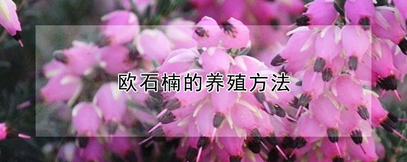 欧石楠的养殖方法 欧石楠的养殖方法和管理