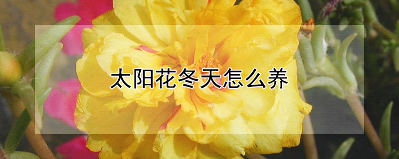 太阳花冬天怎么养 太阳花冬天怎么养才能开花