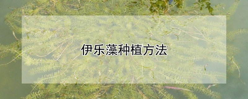 伊乐藻种植方法 伊乐藻种植方法视频