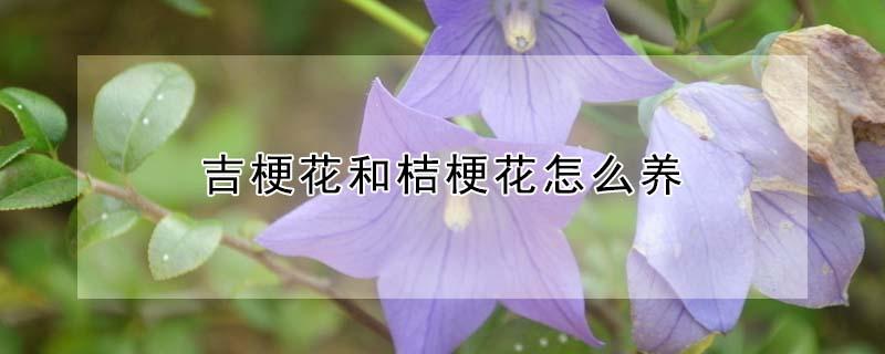 吉梗花和桔梗花怎么养 吉梗花和桔梗花怎么养殖
