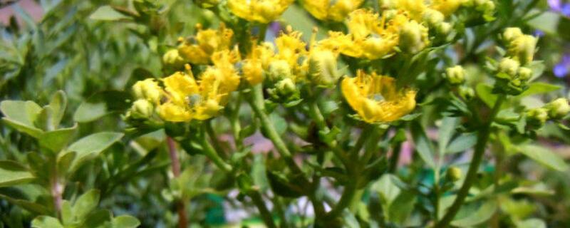 如何养云香花 云香花盆景怎么养