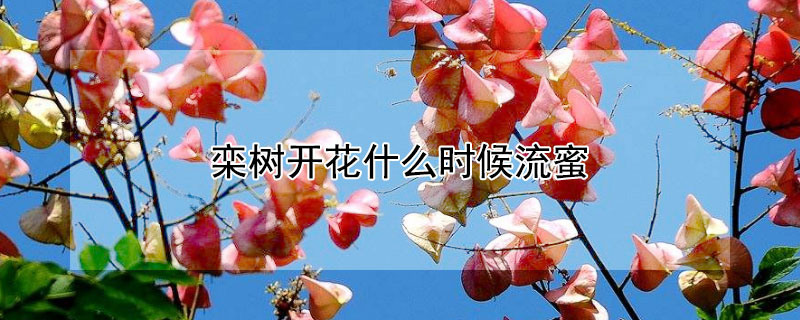 栾树开花什么时候流蜜 栾树几月份开花有蜜