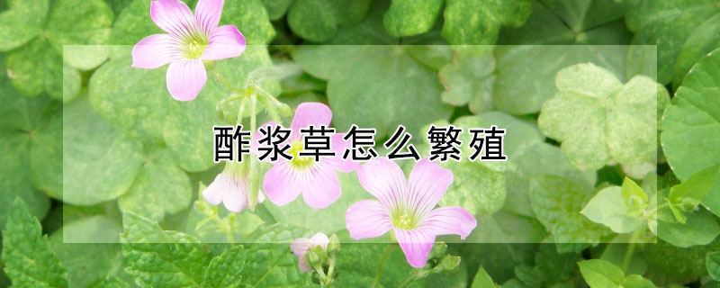 酢浆草怎么繁殖 熔岩酢浆草怎么繁殖