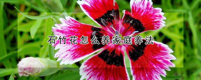 石竹花怎么养家庭养法 石竹花的养植方法