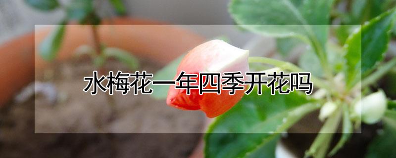 水梅花一年四季开花吗（水梅花一年四季开花吗）