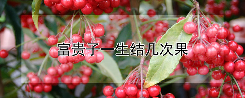 富贵子一生结几次果（富贵子几年结果）