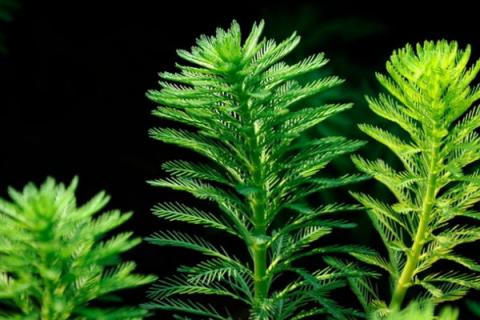 狐尾草的种植方法