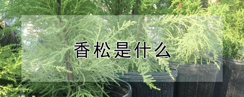 香松是什么 面包里的香松是什么