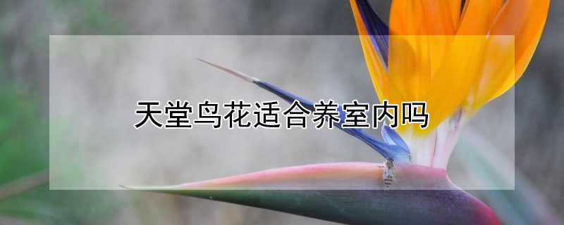 天堂鸟花适合养室内吗 天堂鸟花适合养室内吗视频
