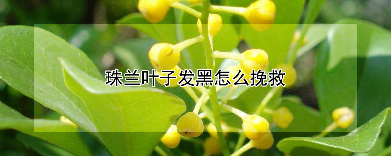 珠兰叶子发黑怎么挽救 珠兰叶子发黑怎么挽救视频