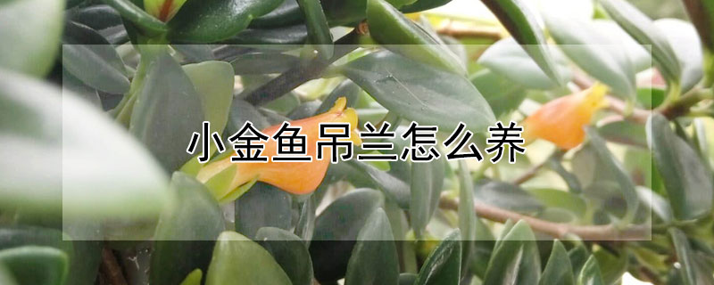 小金鱼吊兰怎么养 小金鱼吊兰怎么养护