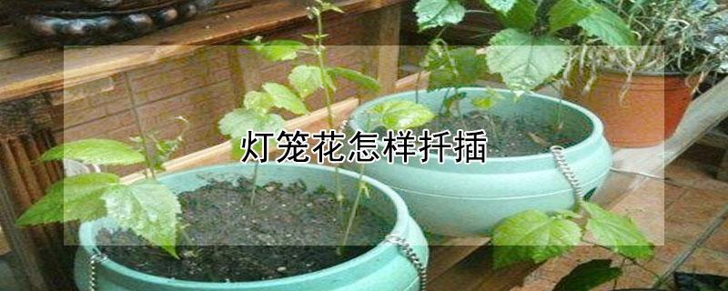 灯笼花怎样扦插（灯笼花怎样扦插成活率高）