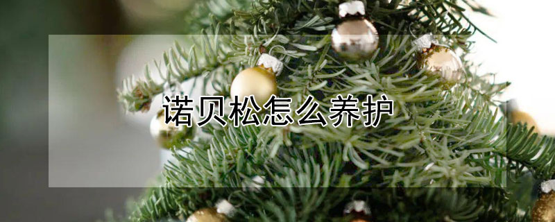 诺贝松怎么养护 诺贝松怎么栽培