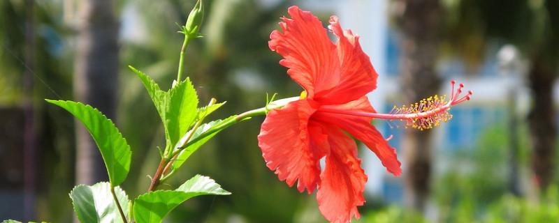 扶桑花秋季的养殖方法（扶桑花秋季的养殖方法视频）