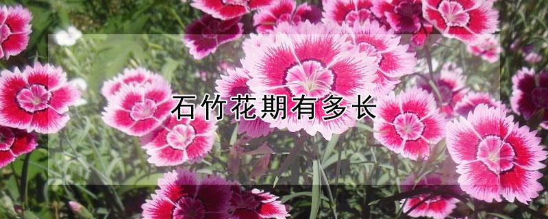 石竹花期有多长 石竹花期多久?