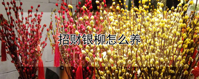 招财银柳怎么养 红色银柳是干养还是水培