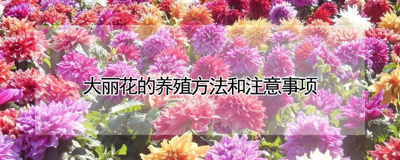 大丽花的养殖方法和注意事项 地栽大丽花的养殖方法和注意事项