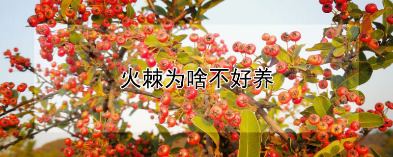 火棘为啥不好养（未来10大暴利种植）