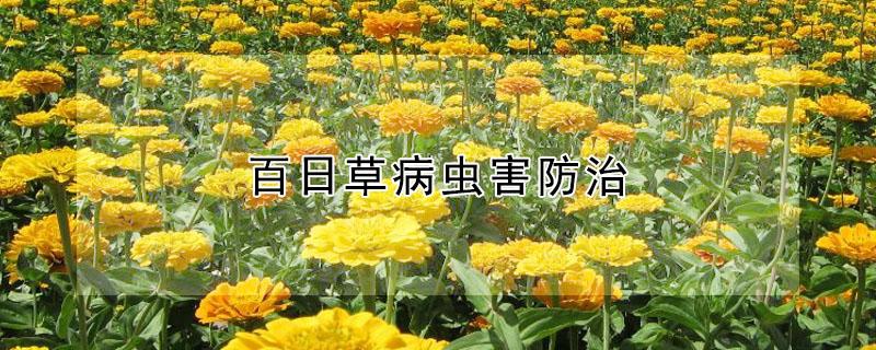百日草病虫害防治（百日草除虫）