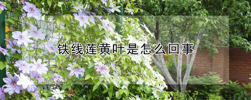 铁线莲黄叶是怎么回事（铁线莲叶发黄怎么办）