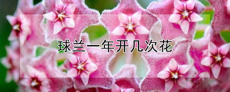 球兰一年开几次花 球兰一年开几次花开花后需要修剪吗