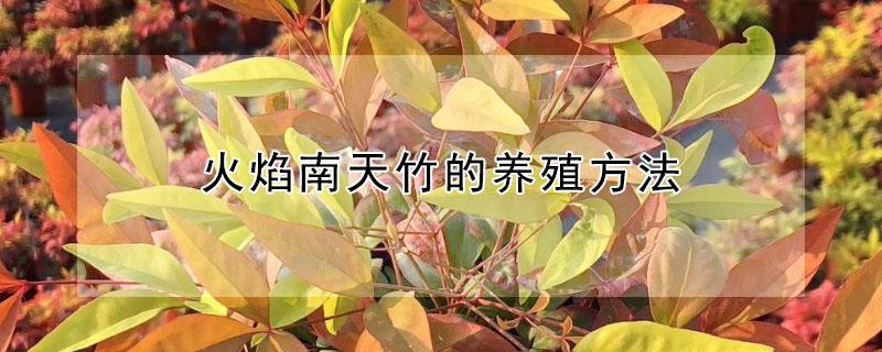 火焰南天竹的养殖方法（南天竹种在家风水好不好）