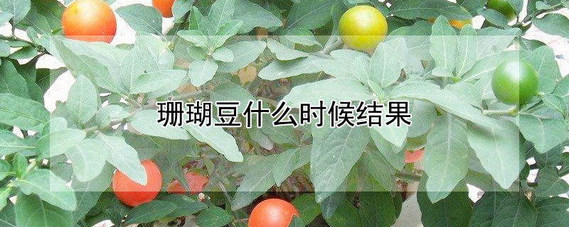 珊瑚豆什么时候结果 珊瑚豆几月份结果
