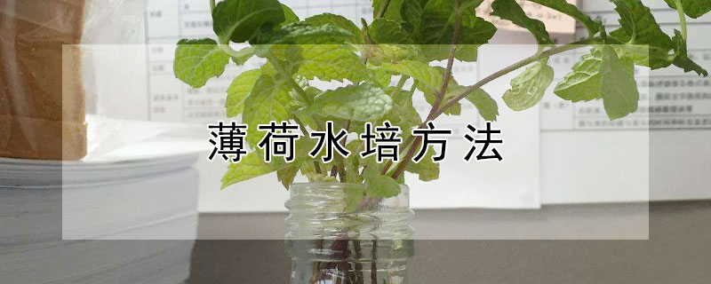 薄荷水培方法 薄荷水培方法和注意事项