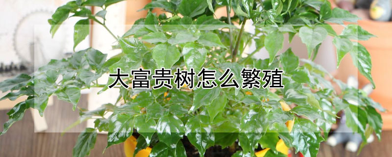 大富贵树怎么繁殖 大富贵树怎么繁殖的