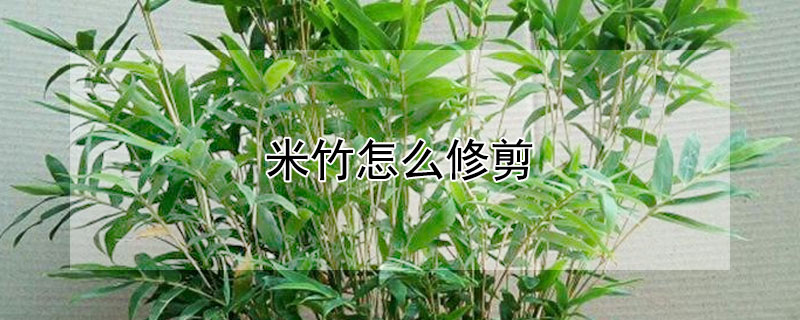 米竹怎么修剪 米竹怎么修剪好看