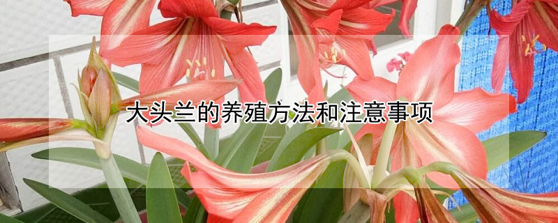 大头兰的养殖方法和注意事项 大头兰与朱顶红的区别