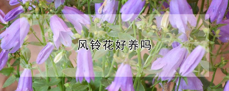 风铃花好养吗 紫色风铃花好养吗