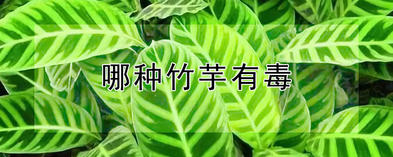 哪种竹芋有毒（竹芋有没有毒）