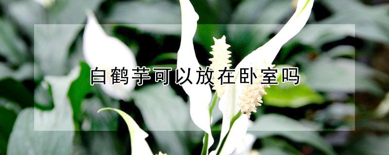 白鹤芋可以放在卧室吗（白鹤芋能不能在室内养）