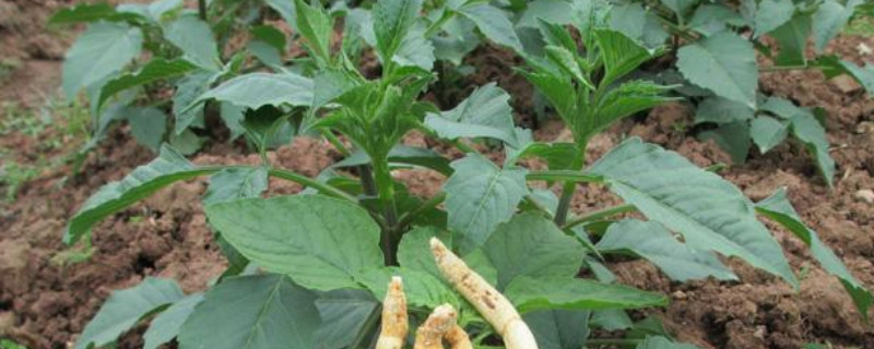 党参种植时间和方法（党参的种植方法和适应环境）