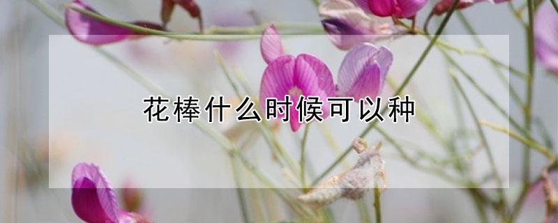 花棒什么时候可以种 花棒什么时候可以种植