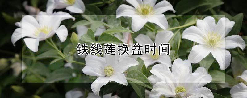 铁线莲换盆时间 铁线莲换盆时间和方法