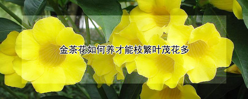 金茶花如何养才能枝繁叶茂花多（金茶花的种植技术）